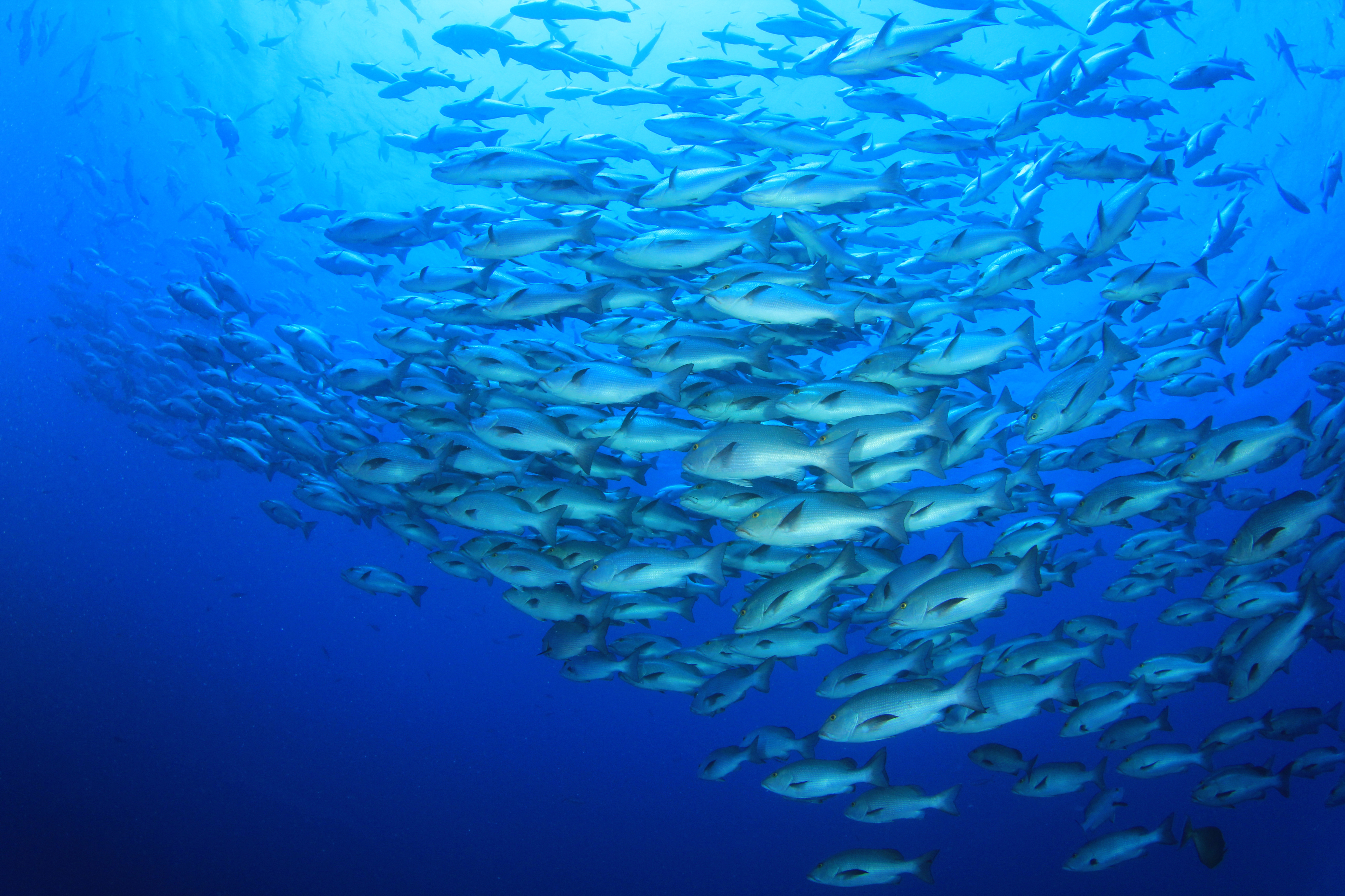 British Ecological Society image of shoal of fish