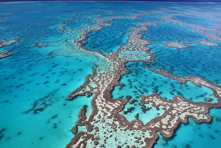 British Ecological Society image of a coral reef