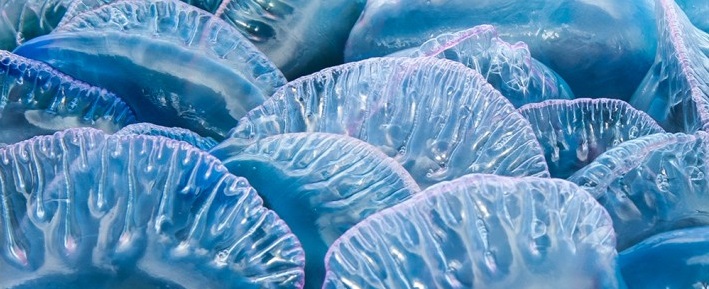 British Ecological Society image of jelly fish