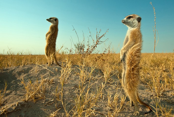 British Ecological Society image of meerkats