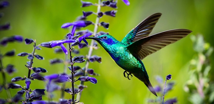 British Ecological Society image of a humming bird