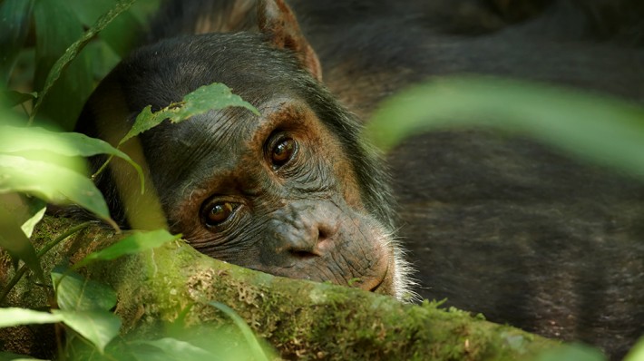 British Ecological Society image of chimpanzee's face