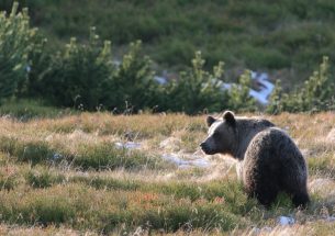 Press Release: How countries deal with bears in Europe