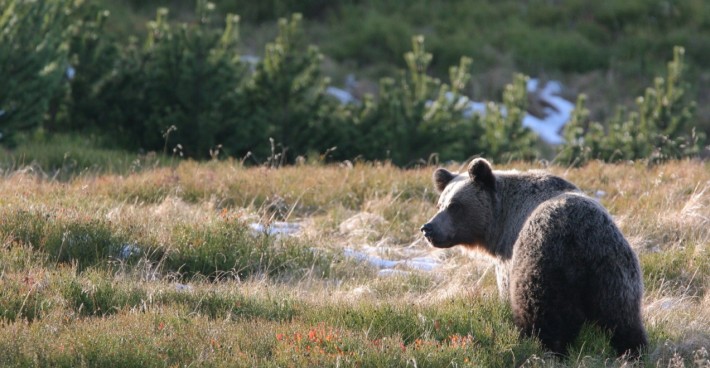 British Ecological Society image of a Brown bear in the Tatra Mountains, Polish Carpathians. Photo credit: Adam Wajrak