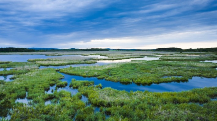 British Ecological Society image of wetland landscape