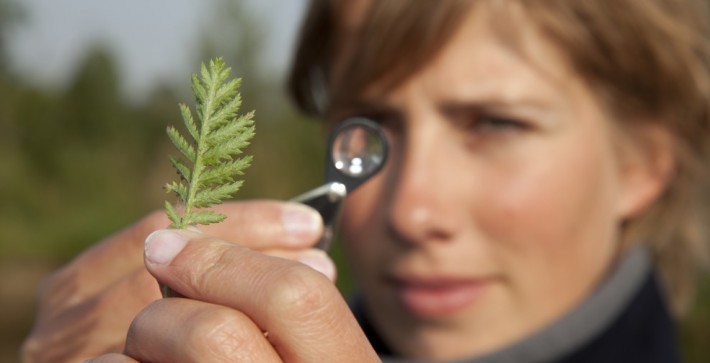 British Ecological Society image of ecologist with a plant