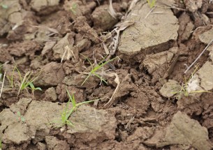 Environmental Audit Committee releases report on soil health