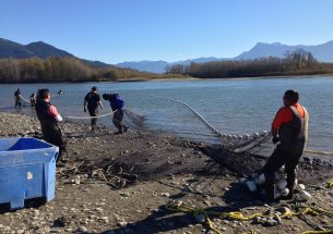 Press Release: Hidden salmon diversity sustains First Nations fisheries