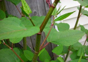 Press Release: Be wary of knotweed advice on the web, researchers warn