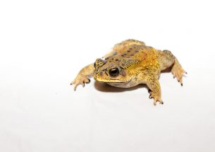 Press Release: Stowaway frogs being stopped by border security