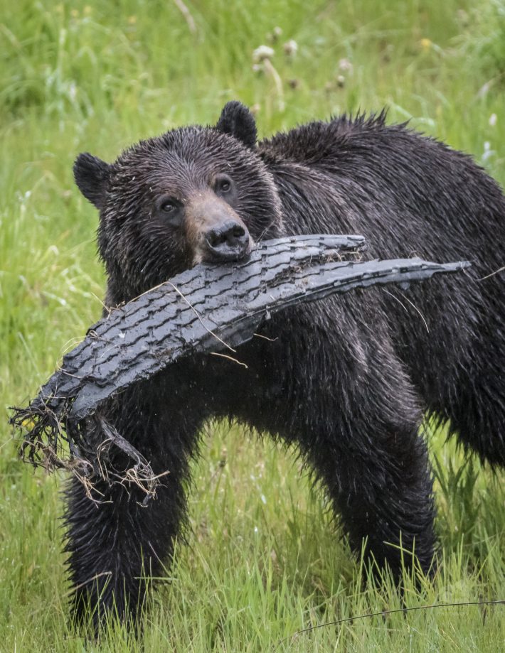 Grizzly bears face ecological trap