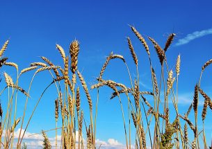 Healing the rift around GM crops