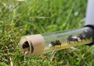 Press Release: Impact of pesticide on bumblebees revealed by taking experiments into the field