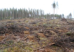Press Release: Diversified management provides multiple benefits in boreal forests