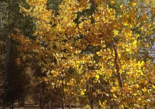 BES Journals Virtual Issue: National Tree Week