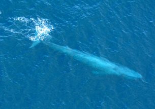 Press Release: New forecast tool helps ships avoid blue whale hotspots