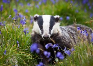 Vaccinating badgers against TB does not change their behaviour