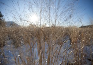 Press release: Wheat virus crosses over, harms native grasses