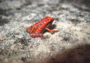 Q&A: Cryptic frogs, counting chirps and conservation