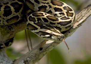 Press release: Research provides first signs of python effects on Florida ecosystems
