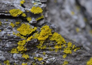 Press Release: Lichens and the "health" of ecosystems