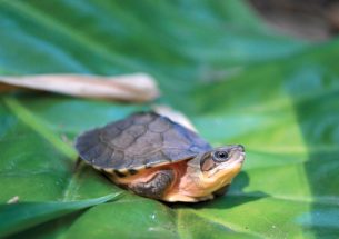 Q&A: How can we save the world’s turtle and tortoise species from the wildlife trade?
