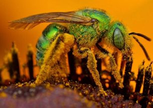 Press release: Sweat bees on hot chillies - native bees thrive in traditional farming, securing good yield