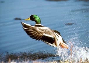 Press Release: Wintering ducks connect isolated wetlands by dispersing plant seeds