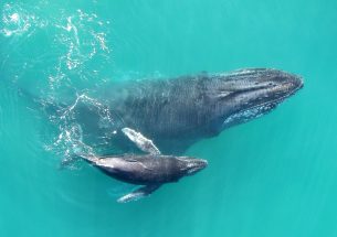 Press Release: 'Whispering' keeps humpbacks safe from killer whales, study finds