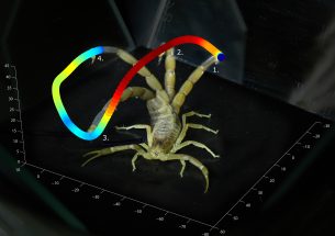 Press release: A sting in the tail: high-speed video captures death stalker scorpion's strike