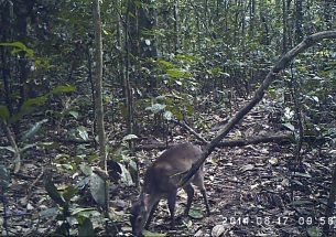 Press Release: Estimating the Size of Animal Populations from Camera Trap Surveys