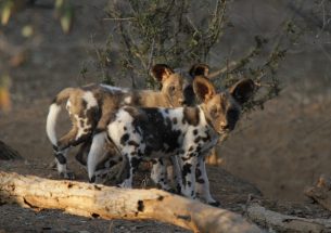 Press Release: Hot dogs - is climate change impacting populations of African wild dogs?