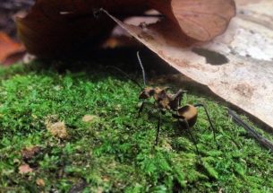 Press Release: Ants dominate waste management in tropical rainforests