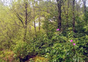 Press Release: Clear it – but will they come? Native plants need re-seeding after rhododendron removal, study finds