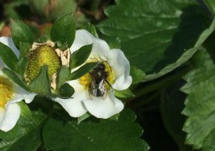 Press Release: Using mason bees to provide pollination services on strawberry farms