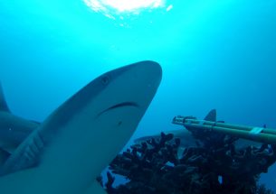 Press Release: Humans - the disturbing neighbours of reef sharks