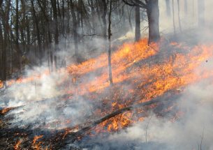 Controlled fires don't eliminate invasive tree