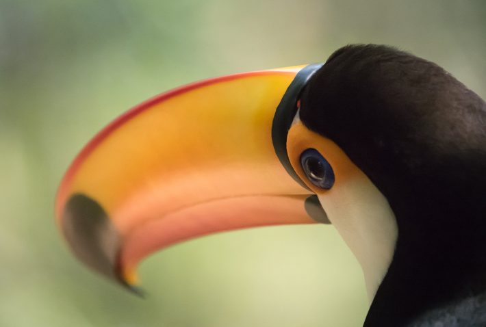 Overall runner-up: 'Toco toucan looking back' by Mark Tatchell