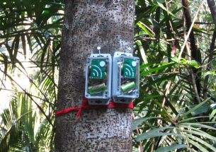 Listening in: Acoustic monitoring devices detect illegal hunting and logging
