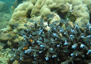 Degrading coral reefs bad news for commercial fishing