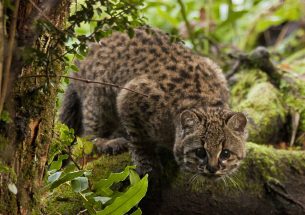 Habitat fragmentation a bigger threat to Chile’s güiña wildcat than persecution by humans