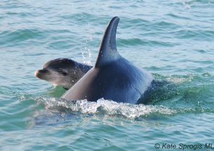 Dolphin and bear studies have paved the way to improved population forecasting