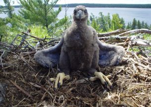 Scouting the eagles - Proof at last: protecting nests aids reproduction