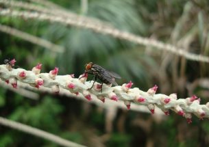 Native forest habitats promote pollinators and fruit production of Açaí palm in the Amazon river delta