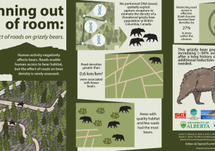 The road to recovery: Closing roads counters effects of habitat loss for grizzly bears