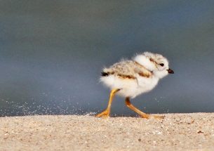 Protecting piping plovers