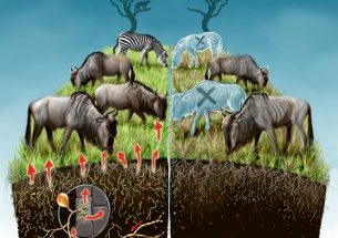 Researchers quantify nutritional value of soil fungi to the Serengeti food web