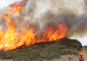 Scientists study the effects of wildfire management on California avian populations