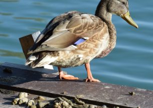 Duck faeces shed light on plant seed dispersal