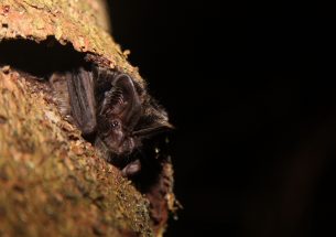 How barbastelle bats trick moths that are able to hear their echolocation calls